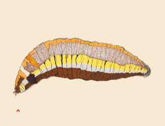 Woollybear Caterpillar, 2014 - Northern Expressions | Papiara Tukiki - Print | | Canadian Indigenous & Inuit Art
