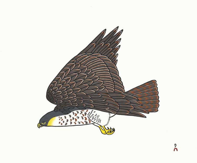 Peregrine Falcon - Northern Expressions | PAUOJOUNGIE SAGGIAK - Print | | Canadian Indigenous & Inuit Art